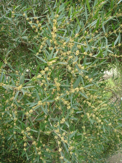 Phillyrea angustifolia